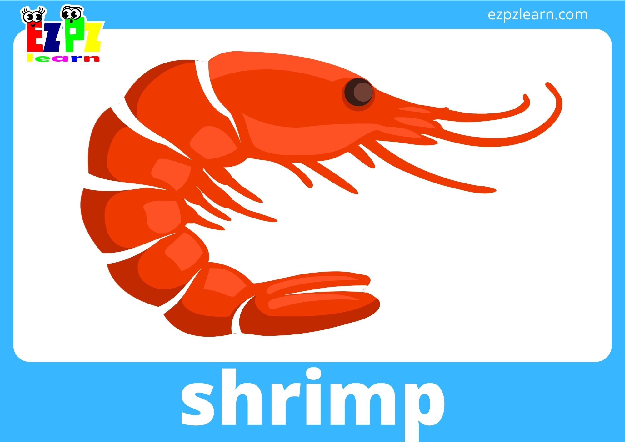 shrimp